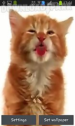 cat licking screen