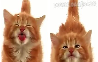 Cat licking screen