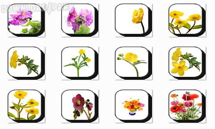 buttercup flowers onet classic game