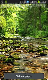 wonderful forest river
