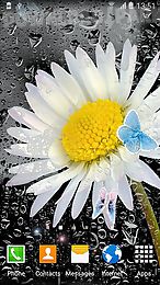 daisies by live wallpapers 3d