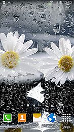 daisies by live wallpapers 3d