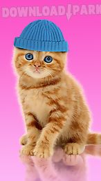 sweet cat. dress up wallpaper